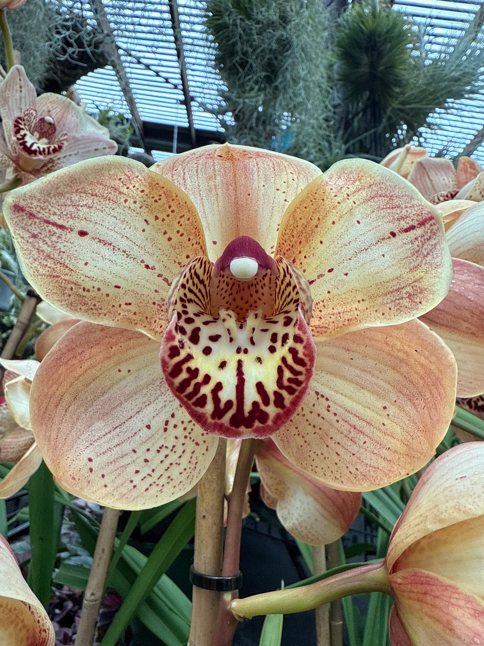 Cymbidium 'Henna'