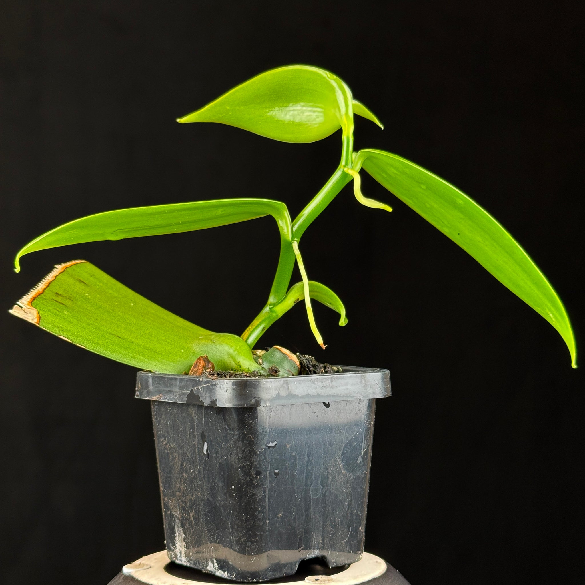 Vanilla planifolia – Vanilla Orchid