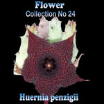 Huernia penzigii (Huernia macrocarpa) Stapelia Starfish Flower – Collection No. 24