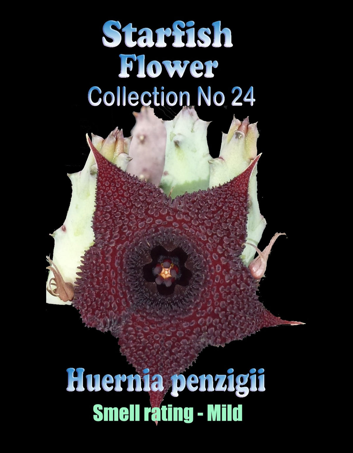 Huernia penzigii (Huernia macrocarpa) Stapelia Starfish Flower – Collection No. 24