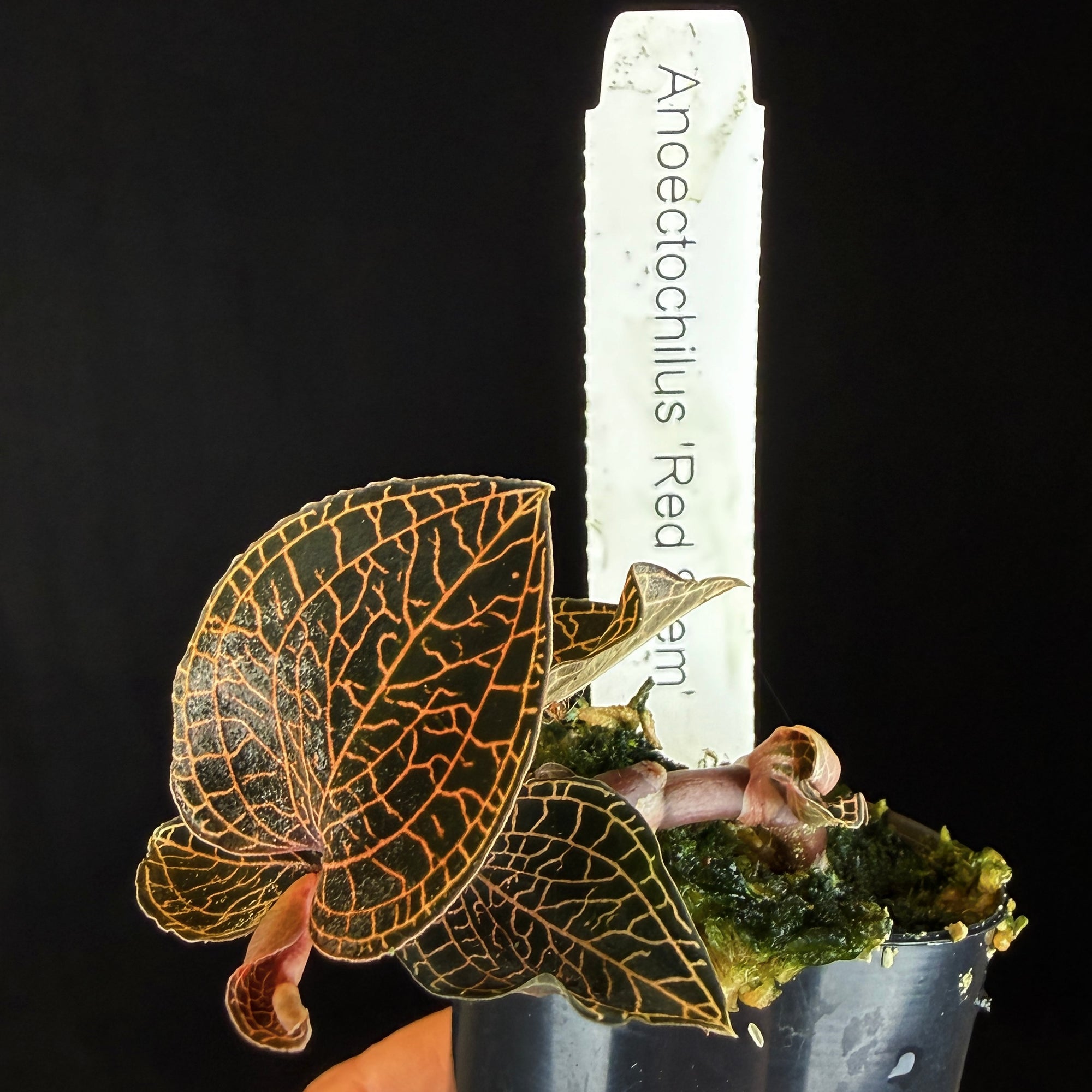 Anoectochilus 'Red Stem'