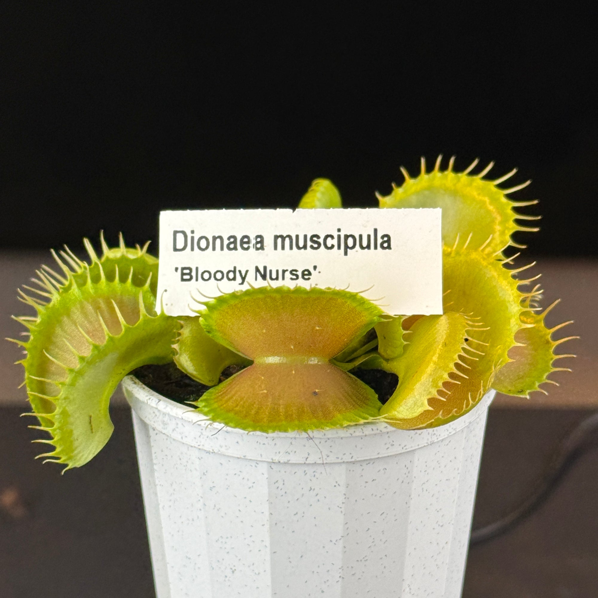 Dionaea muscipula 'Bloody Nurse'- Venus Fly Trap
