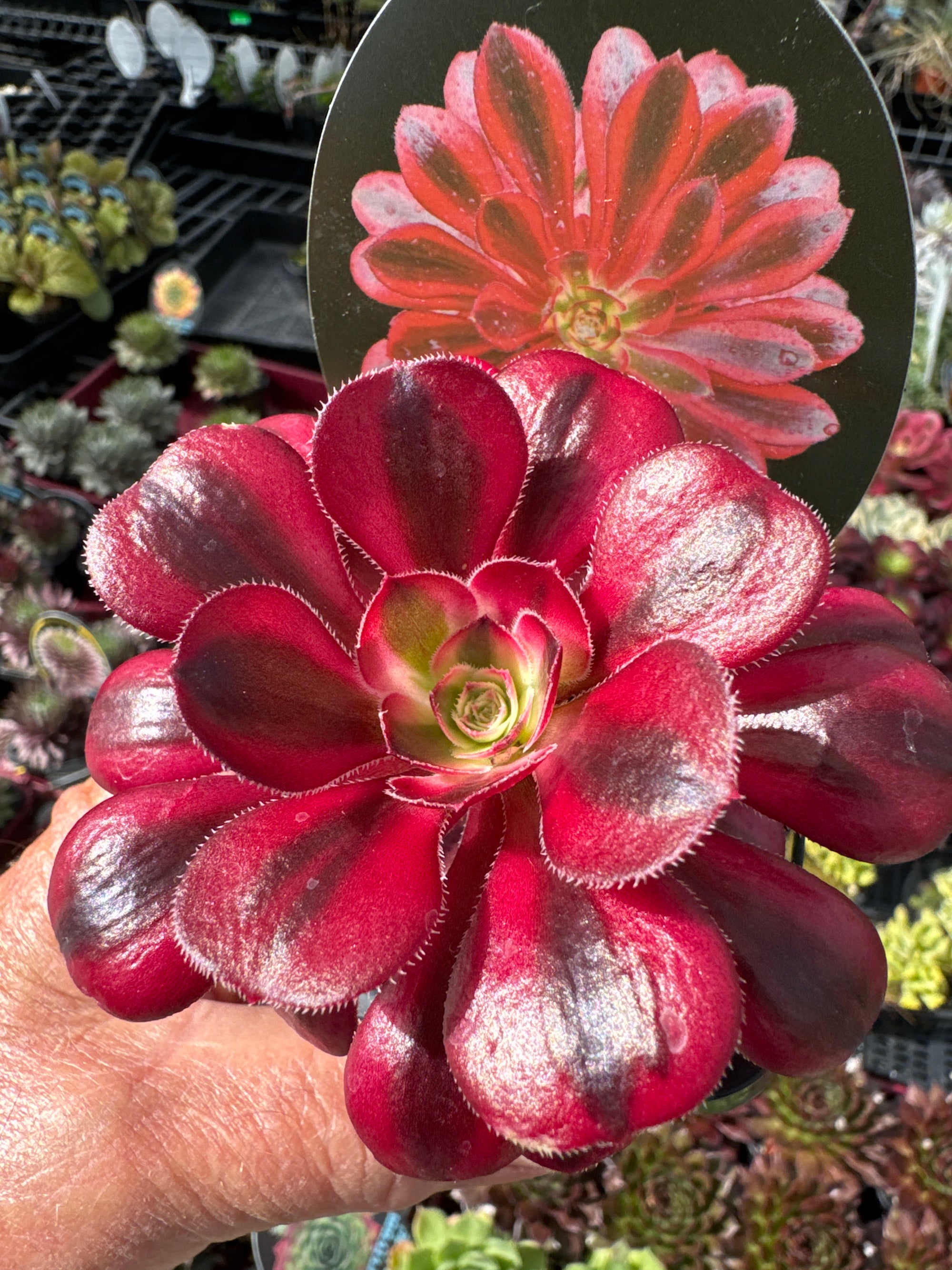 Aeonium 'Chanel'