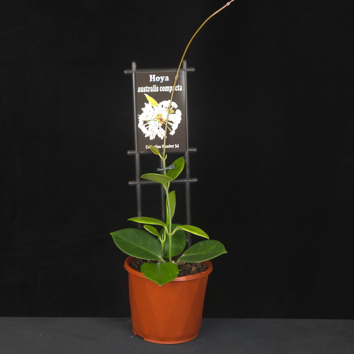Potted Hoya australis compacta climbing trellis with flower reference.