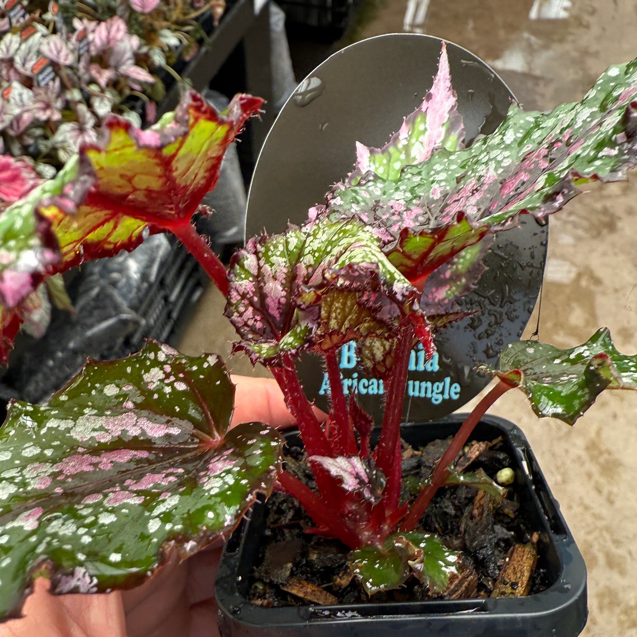 Begonia 'African Jungle' (WA - Prohibited)