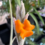 Tillandsia caliginosa x crocata - The Fragrant Air Plant Hybrid