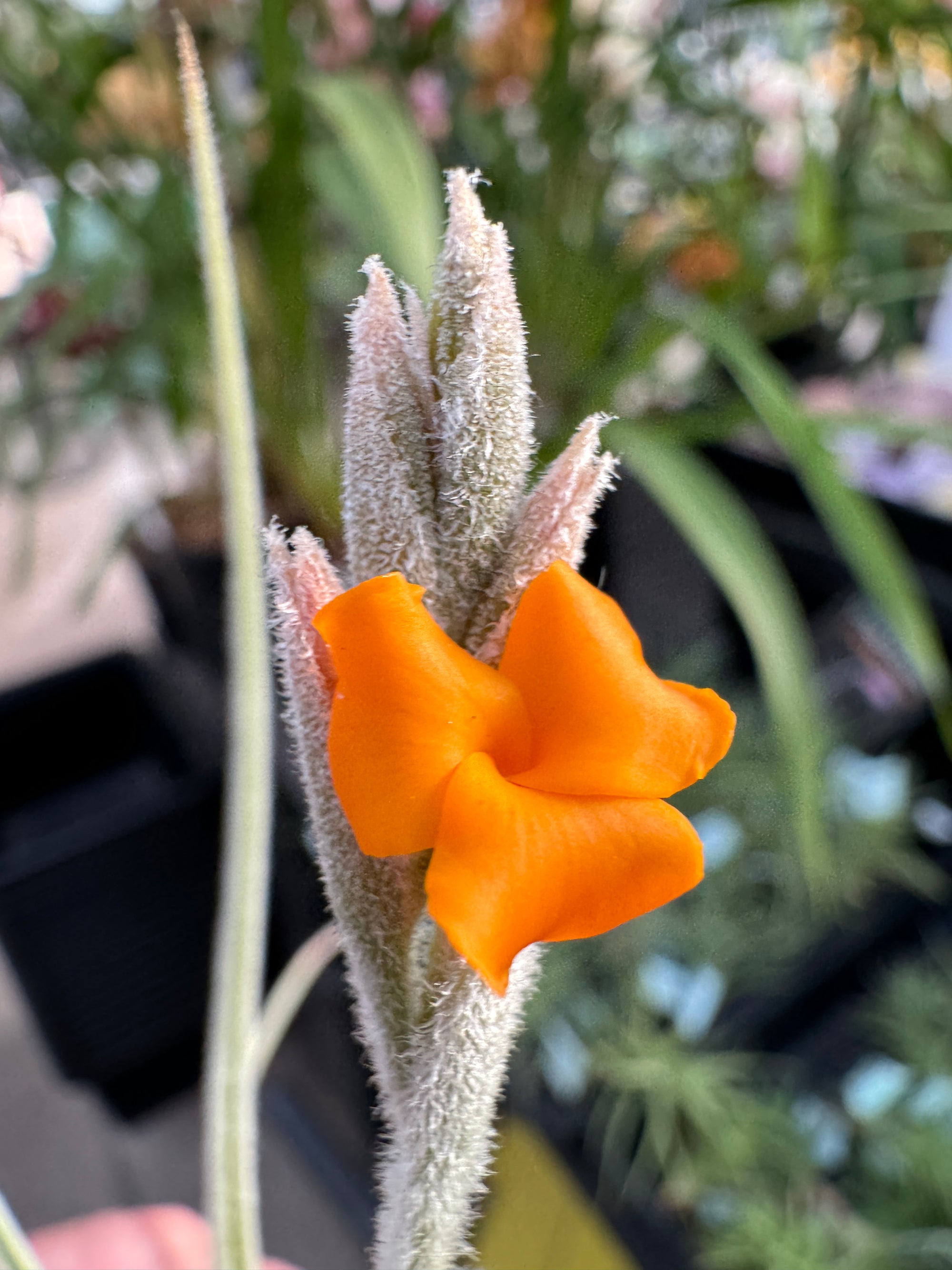 Tillandsia caliginosa x crocata