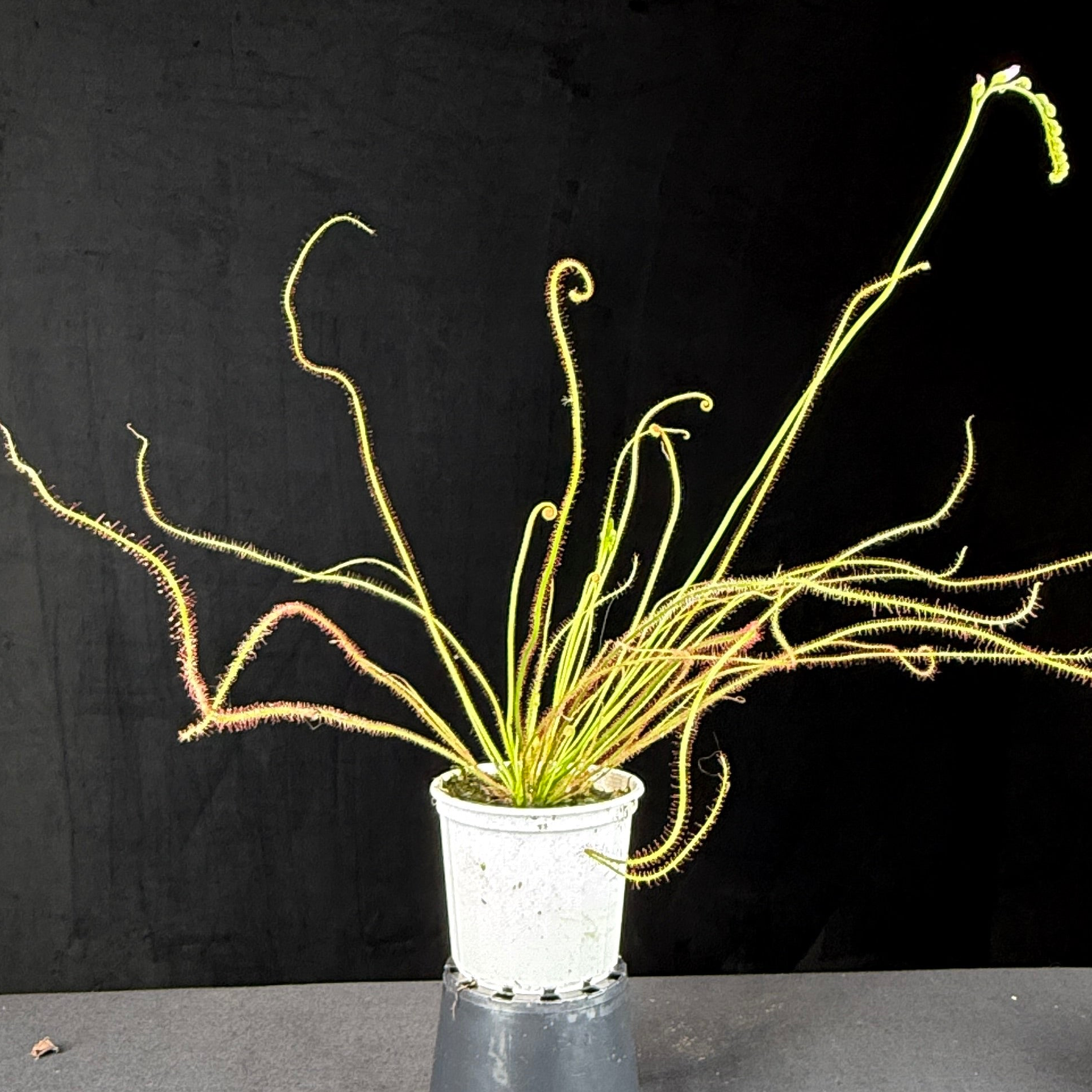 Drosera filiformis var. tracyi