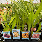 Cymbidium selection of 20 clones (random selection) Normally $300