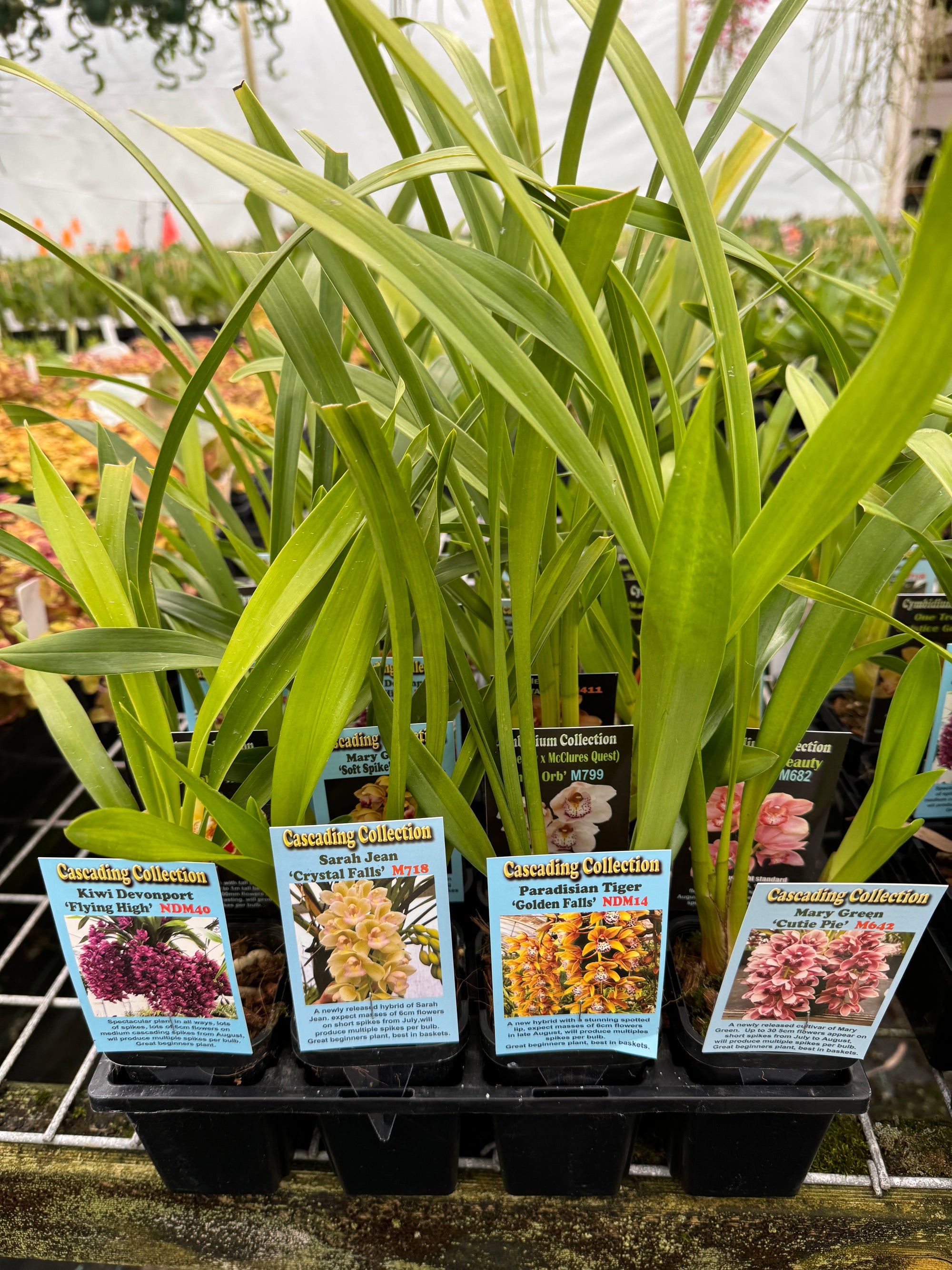 Cymbidium selection of 20 clones (random selection) Normally $300