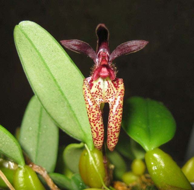 Bulbophyllum lasiochilum