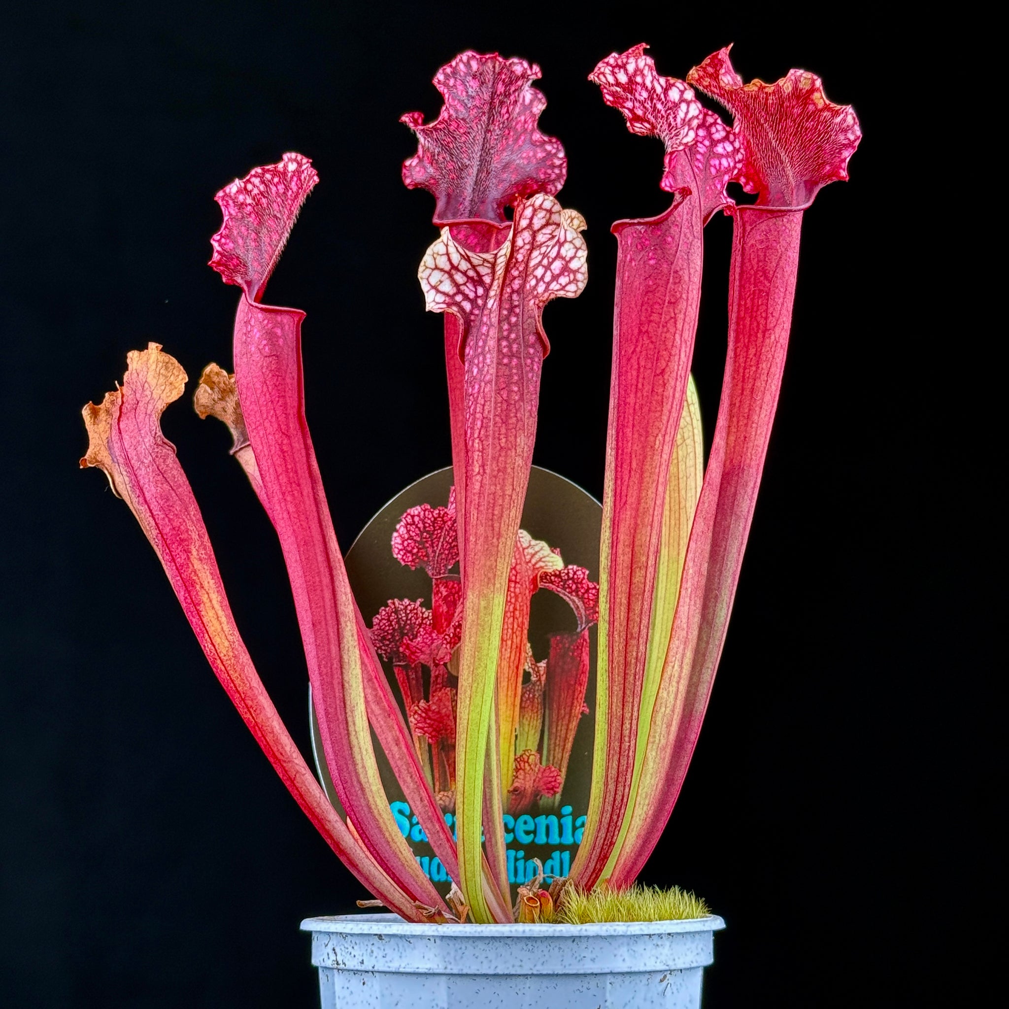 Sarracenia Judith Hindle