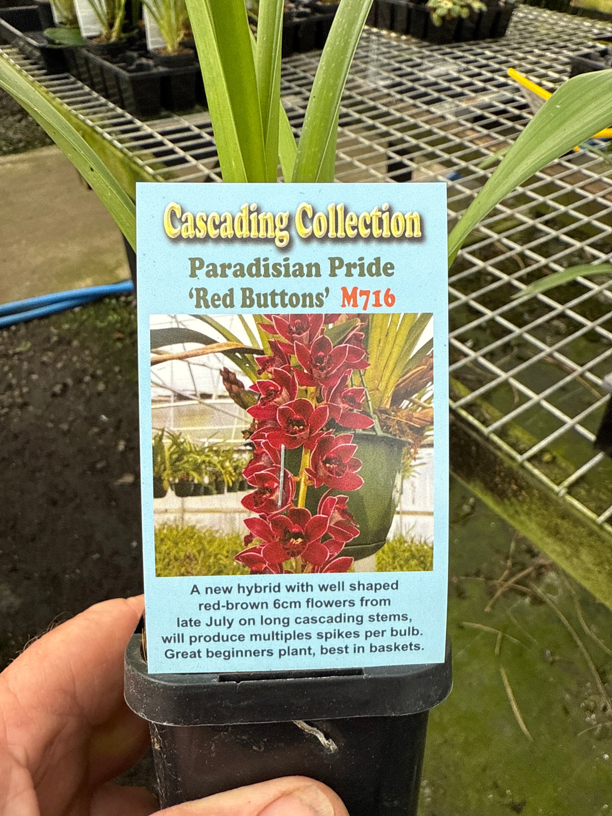 Cymbidium Paradisian Pride 'Red Buttons'