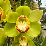 Cymbidium Valley Oracle 'Kermit' video M749