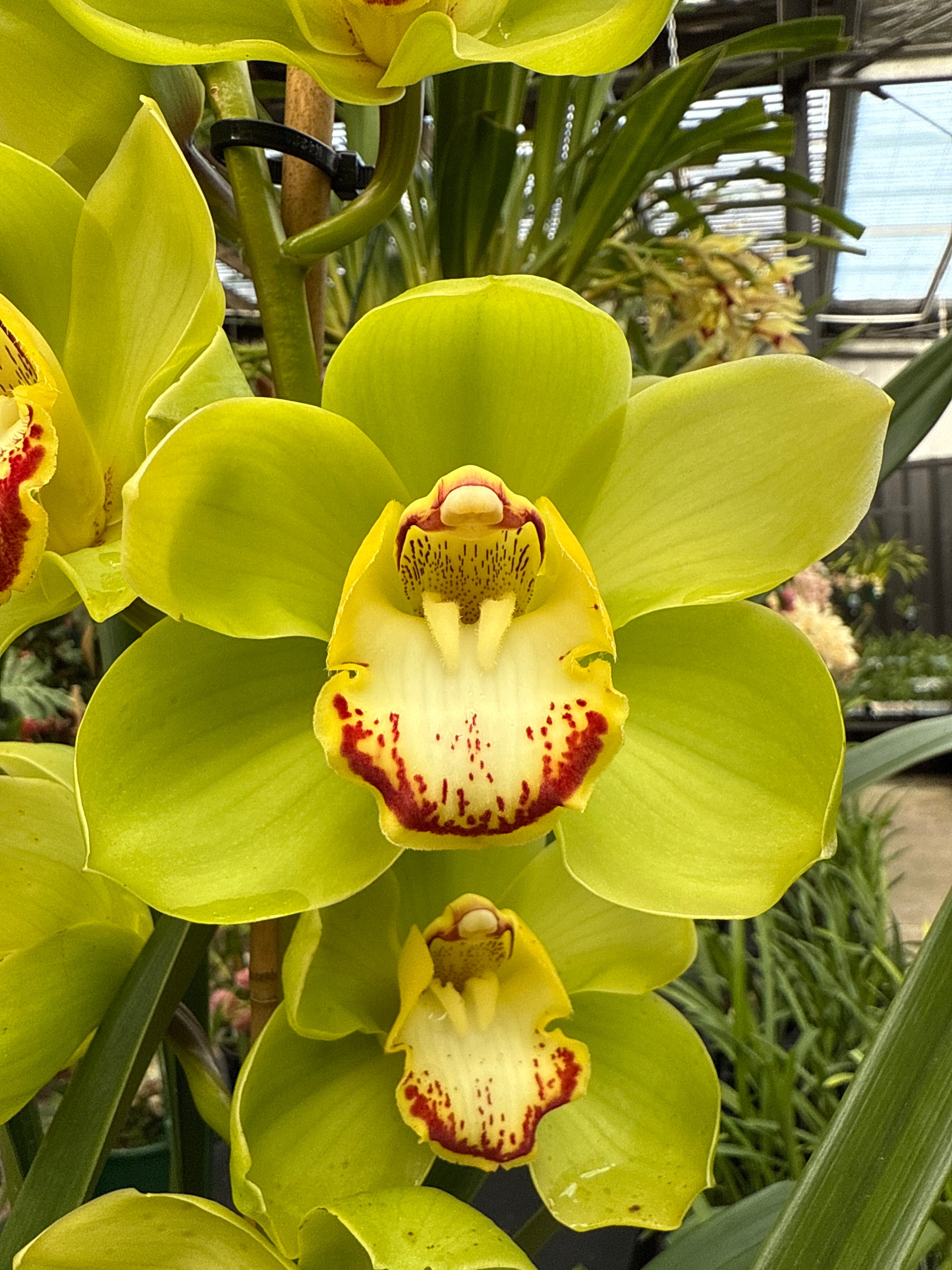 Cymbidium Valley Oracle 'Kermit' video M749