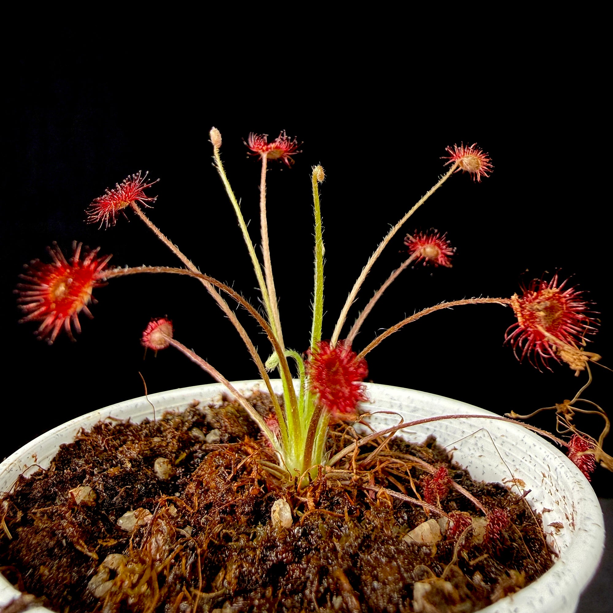 Drosera paradoxa