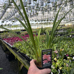 Cymbidium Alexandra Beauty 'Pink Blush'
