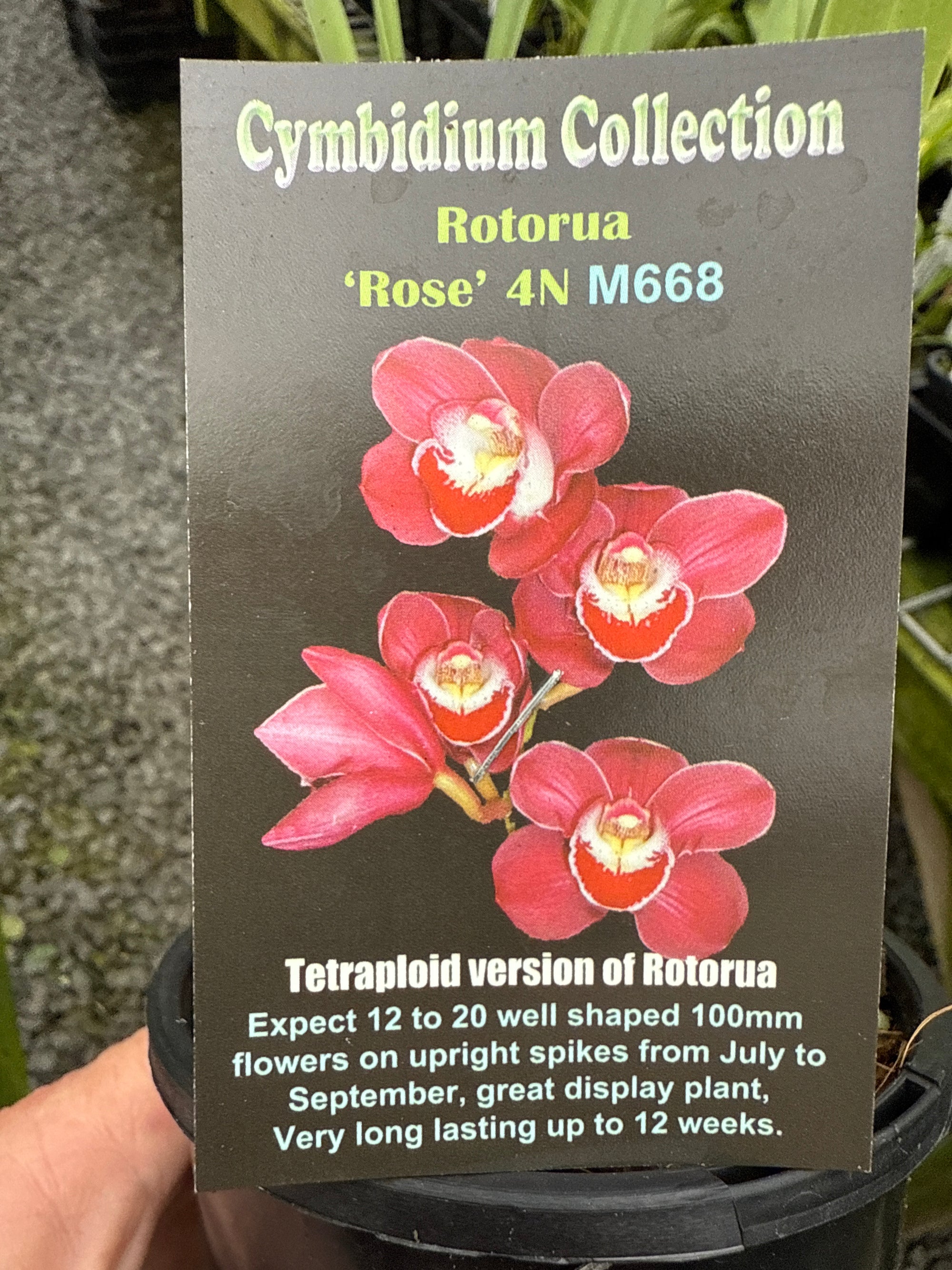 Cymbidium Rotorua Rose 4N