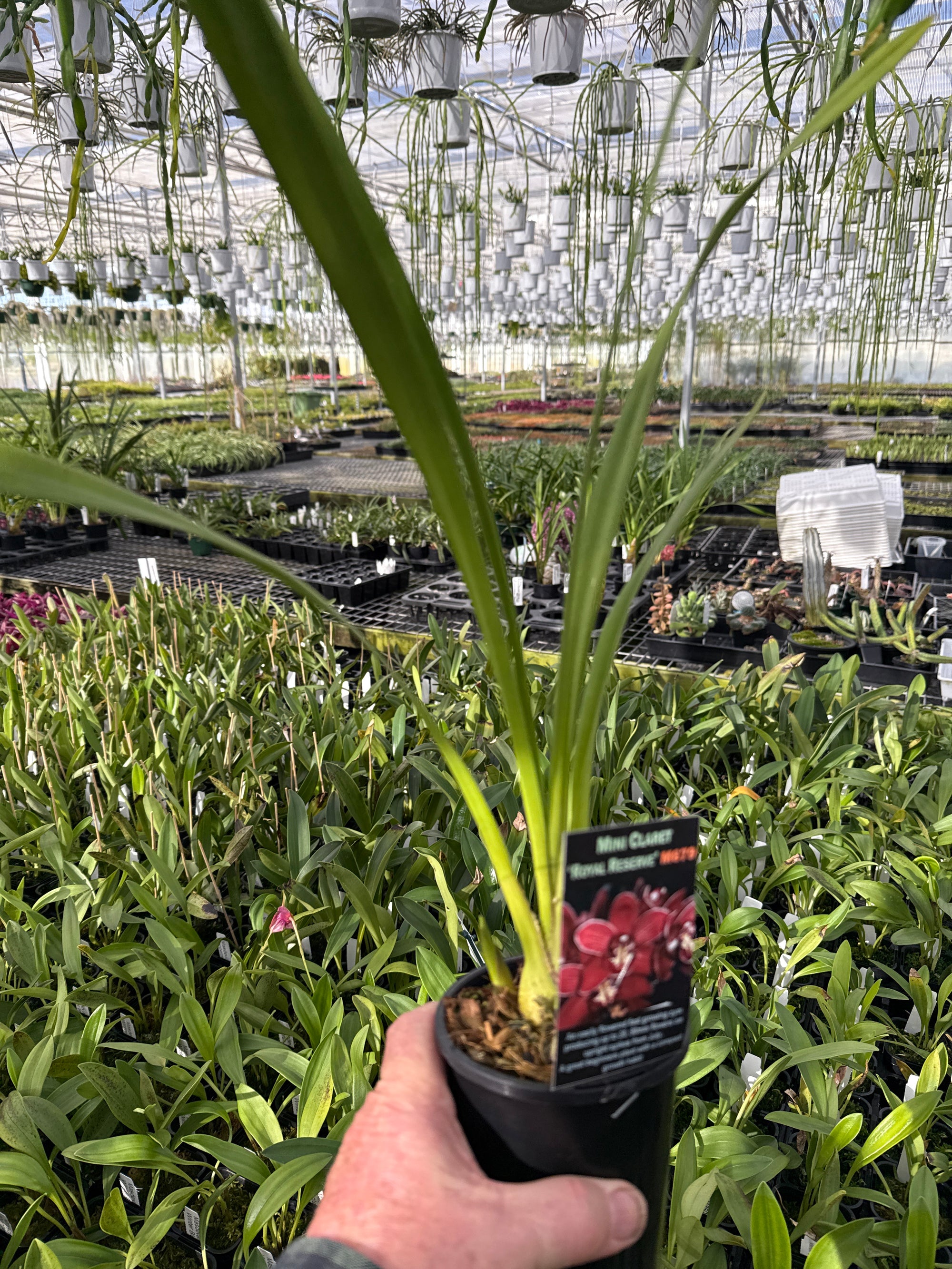 Cymbidium Mini Claret 'Royal Reserve'