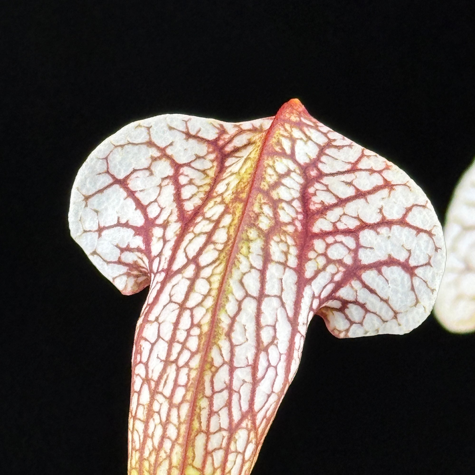 Sarracenia Umlauftiana