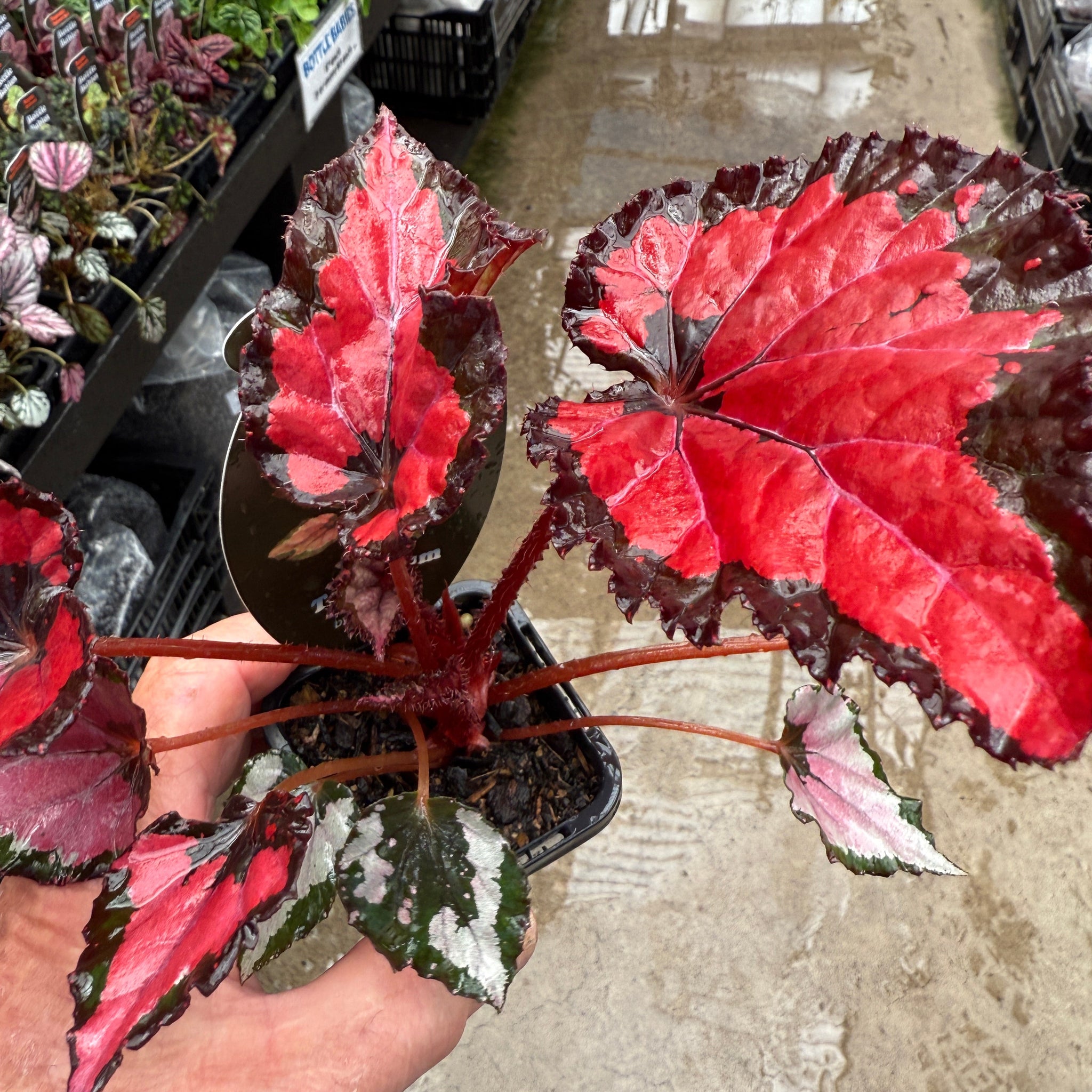 Rex Begonia Inca Night with red and green variegated leaves