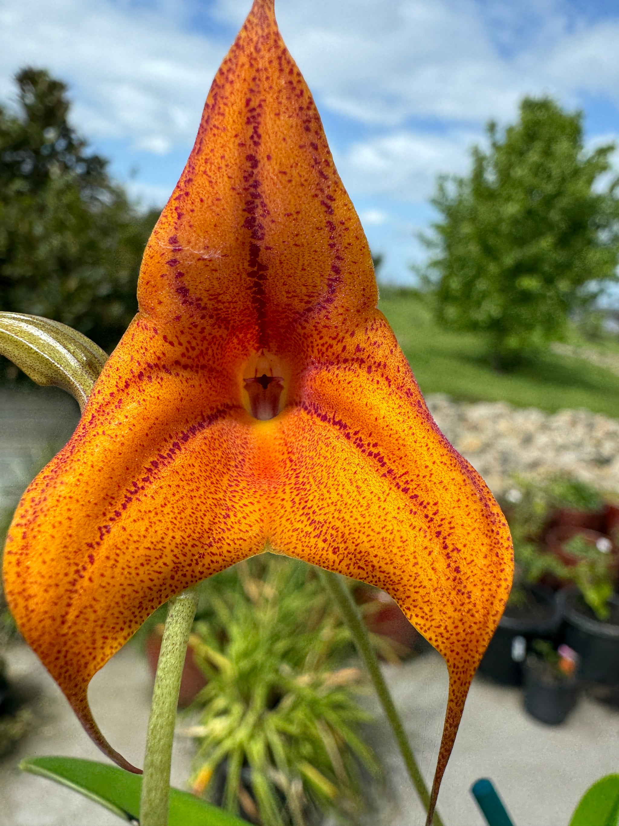 Masdevallia  Cusco Gold 'Karen' divisions