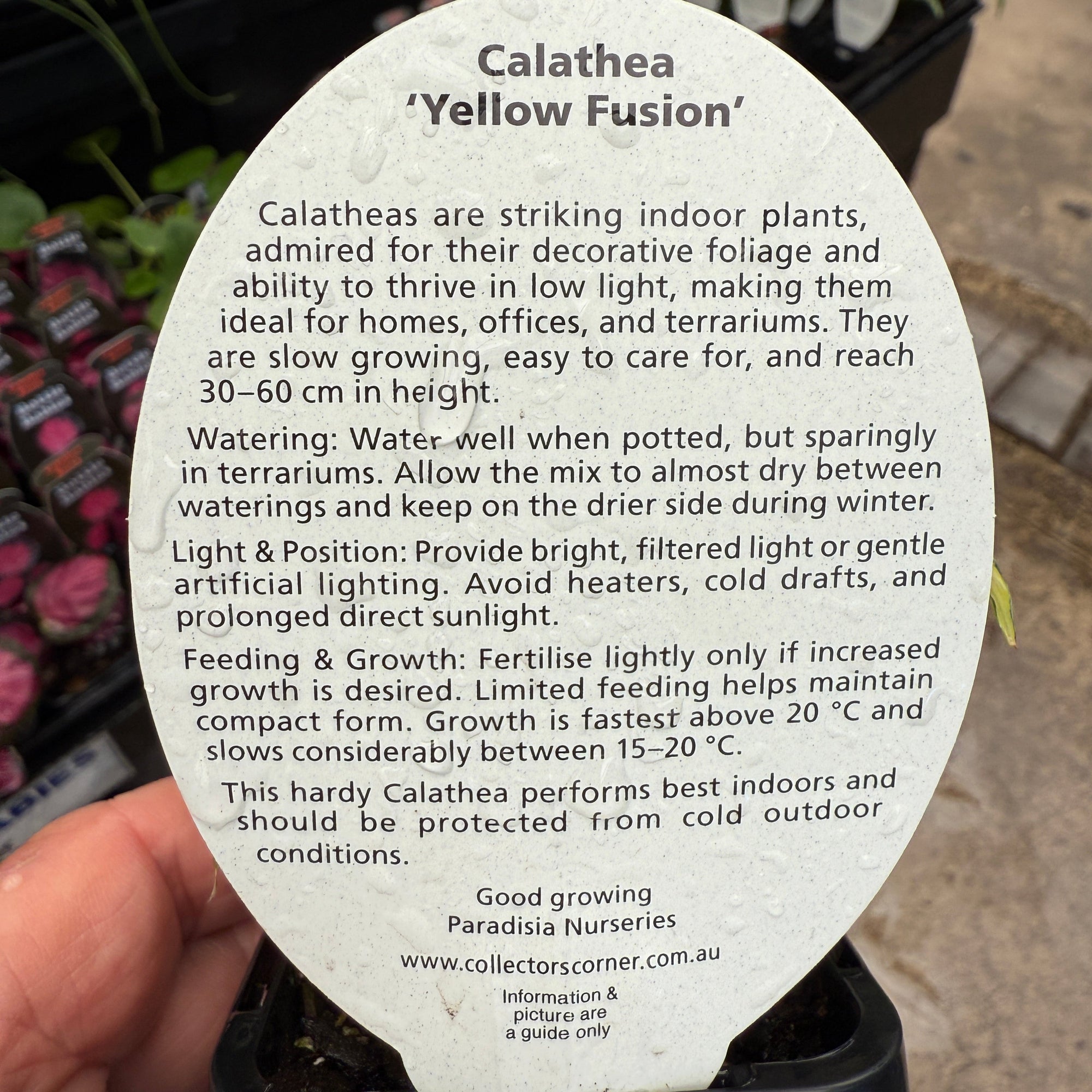 Calathea lietzei 'Yellow Fusion' (syn. Maranta)