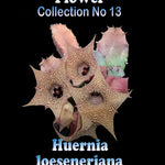 Huernia loeseneriana Stapelia Starfish Flower – Collection No. 13