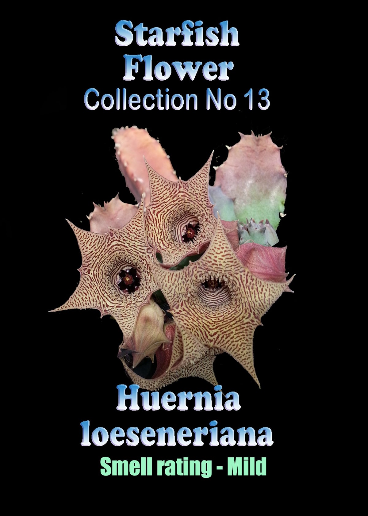 Huernia loeseneriana Stapelia Starfish Flower – Collection No. 13