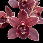 Dark burgundy Cymbidium flowers with rounded petals and white-marked lip.