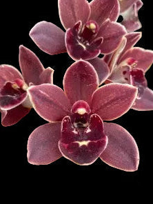Dark burgundy Cymbidium flowers with rounded petals and white-marked lip.