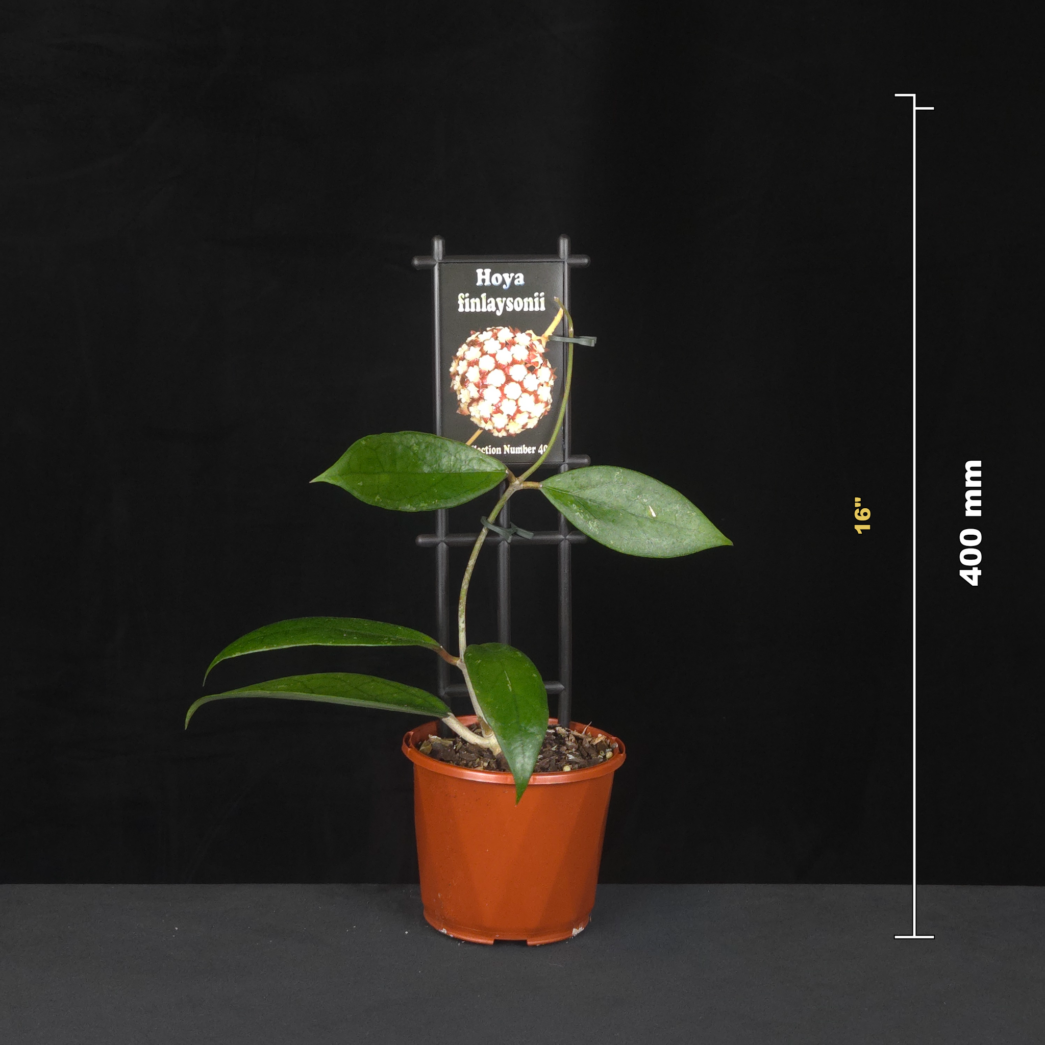 Potted Hoya finlaysonii on trellis with height measurement guide.