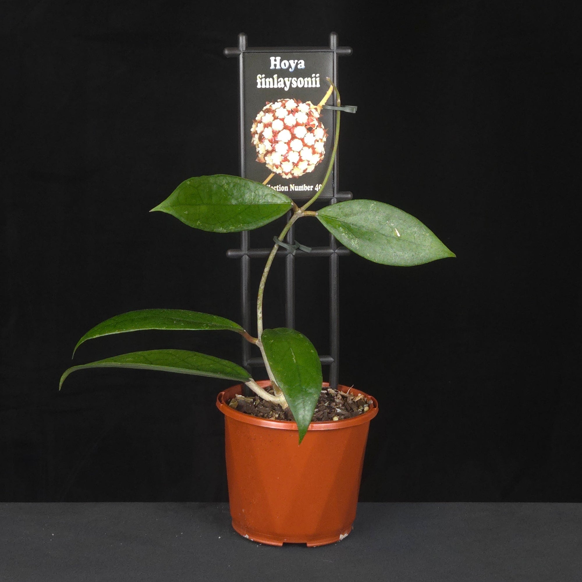 Potted Hoya finlaysonii climbing trellis with flower reference image.
