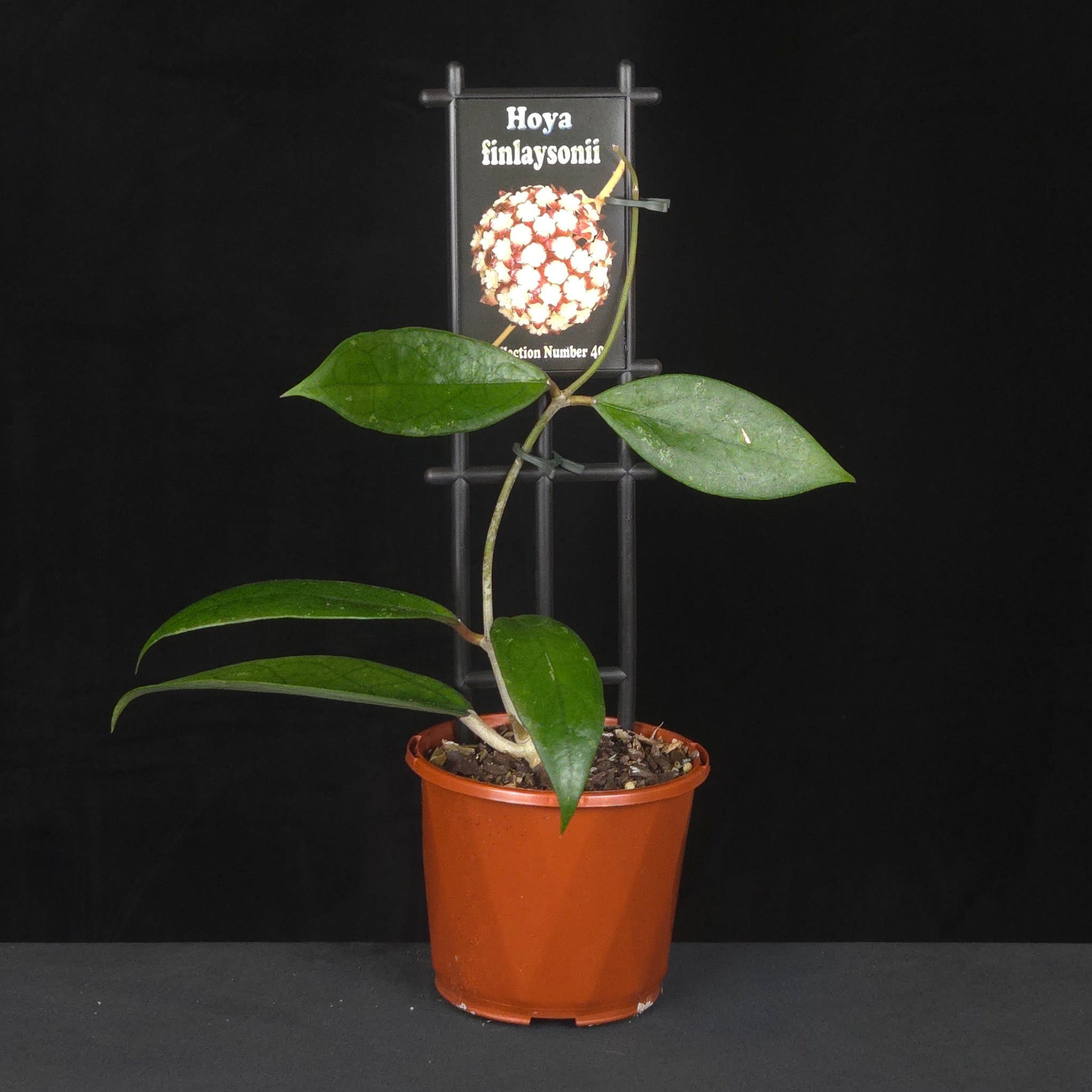 Potted Hoya finlaysonii climbing trellis with flower reference image.