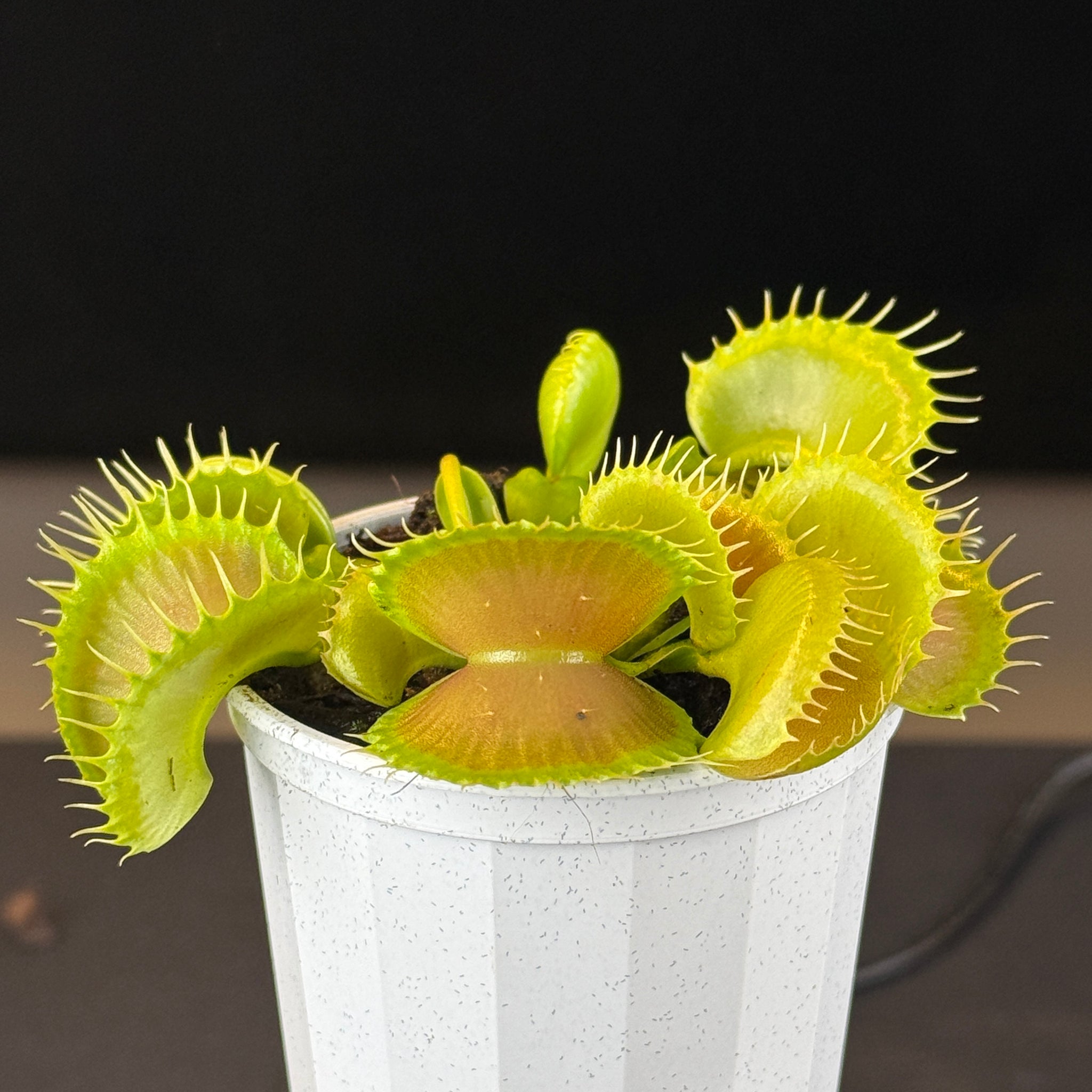 Dionaea muscipula 'Bloody Nurse'- Venus Fly Trap