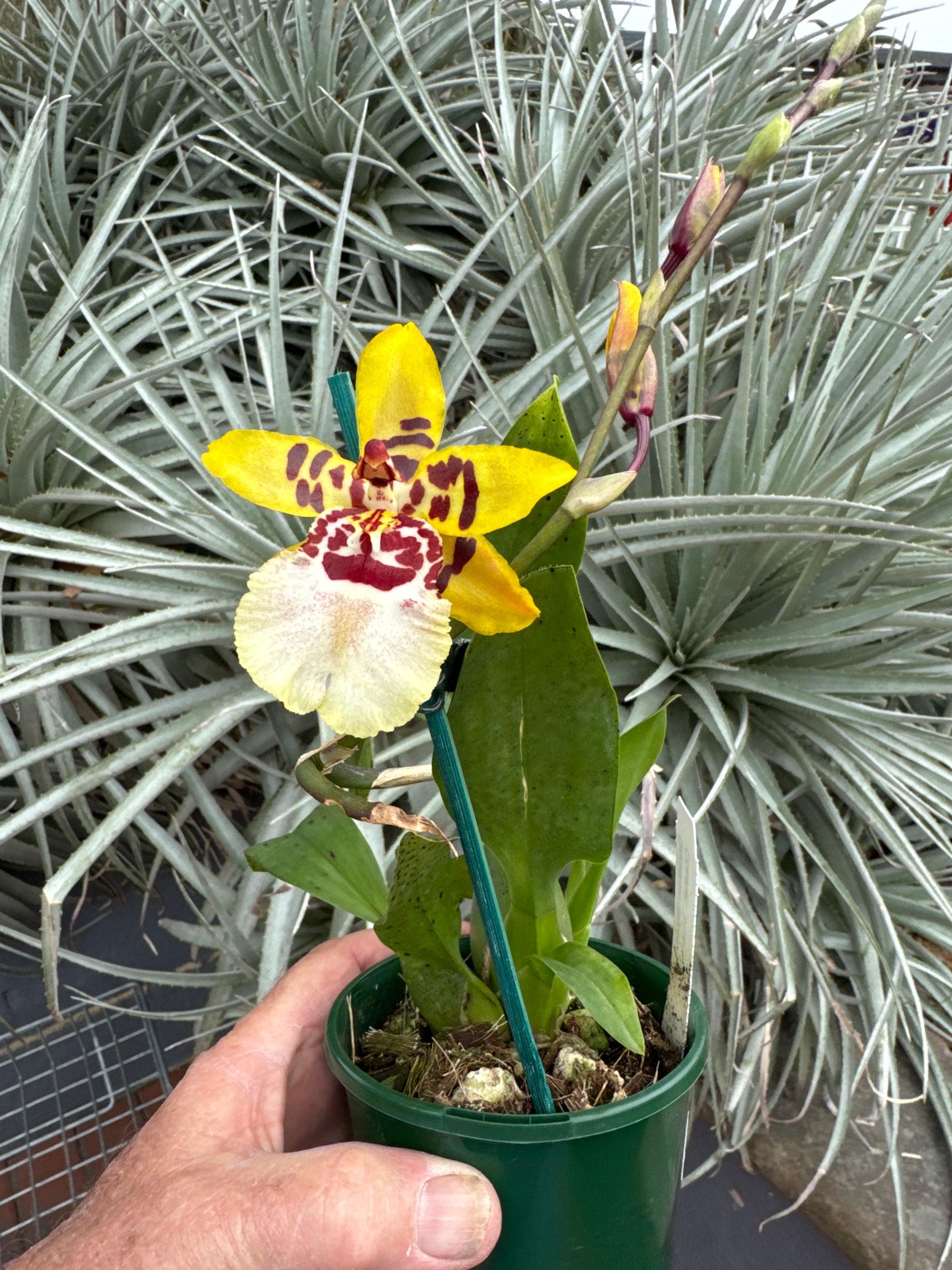 Oncidium Colmanara Cheeta 'Silver' in bloom 09/11/2024