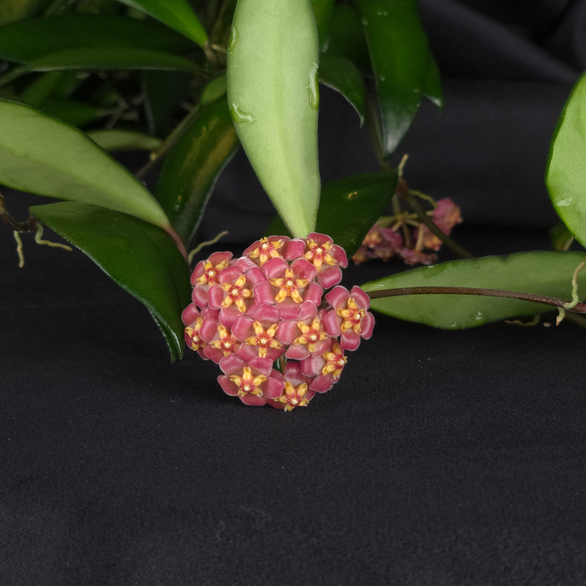 Hoya davidcummingii – H041