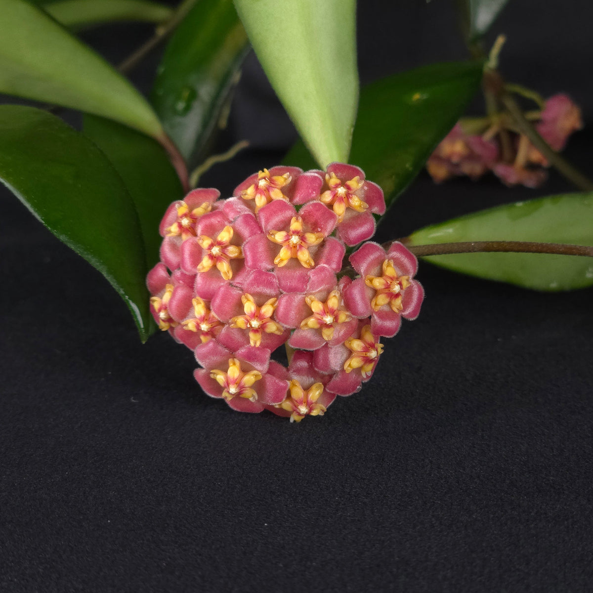 Hoya davidcummingii – H041