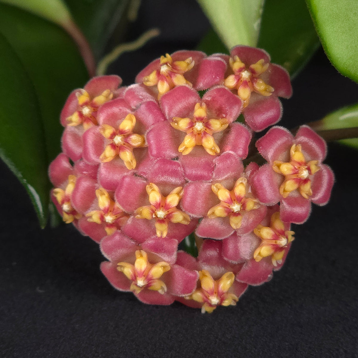 Hoya davidcummingii – H041