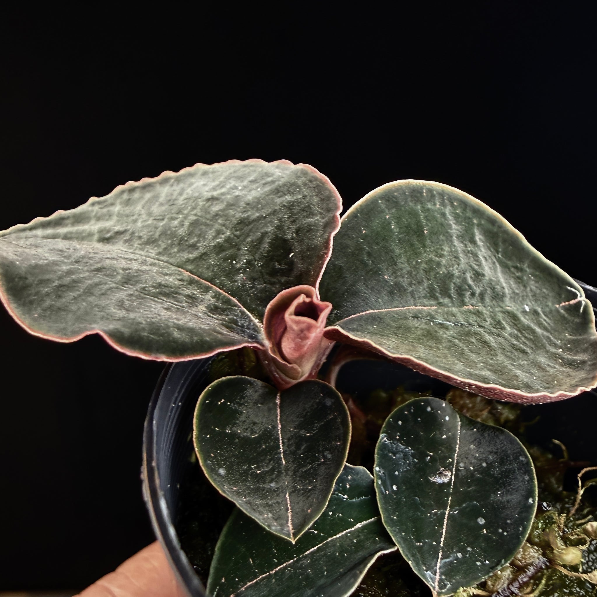 Anoectochilus sp. #53