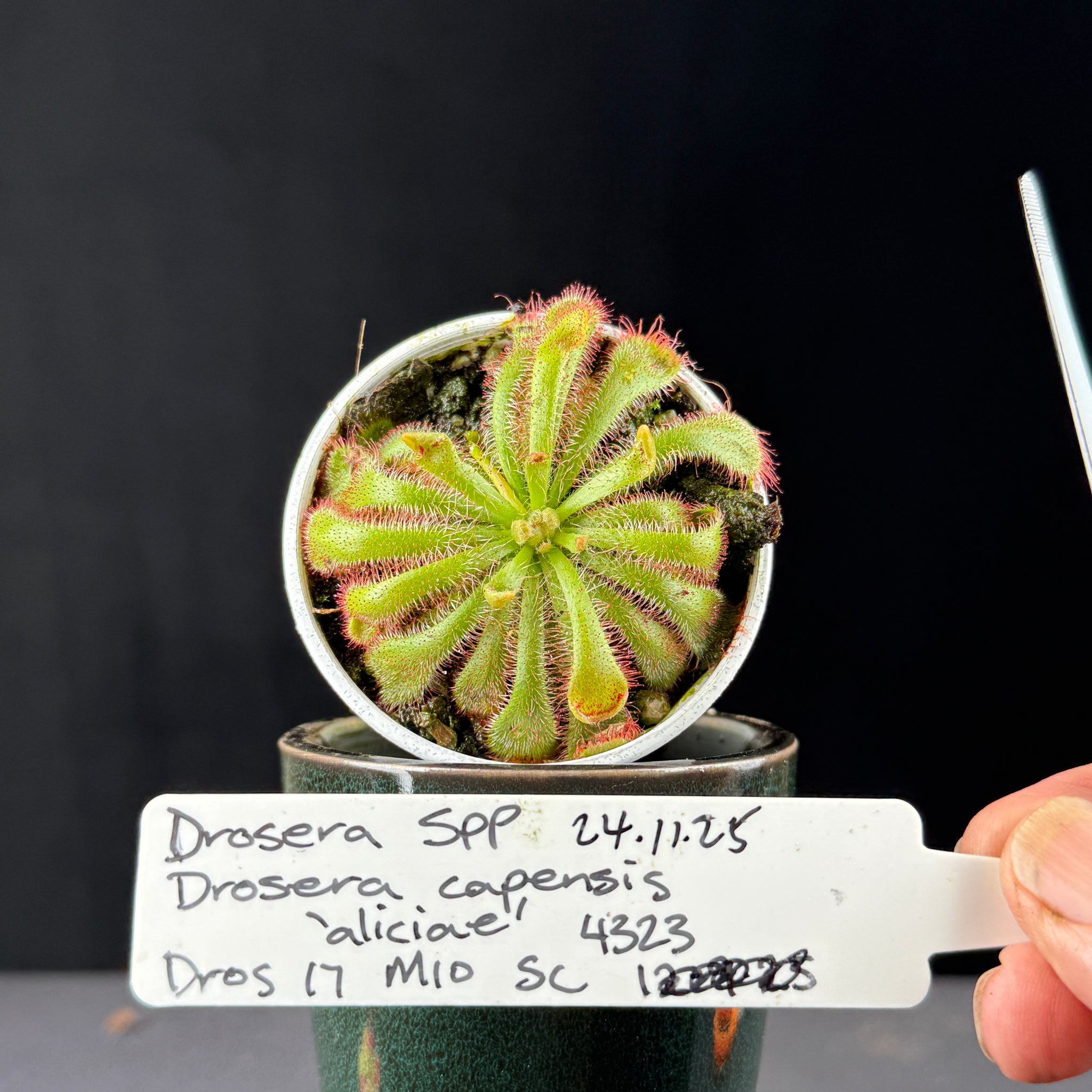 Drosera aliciae
