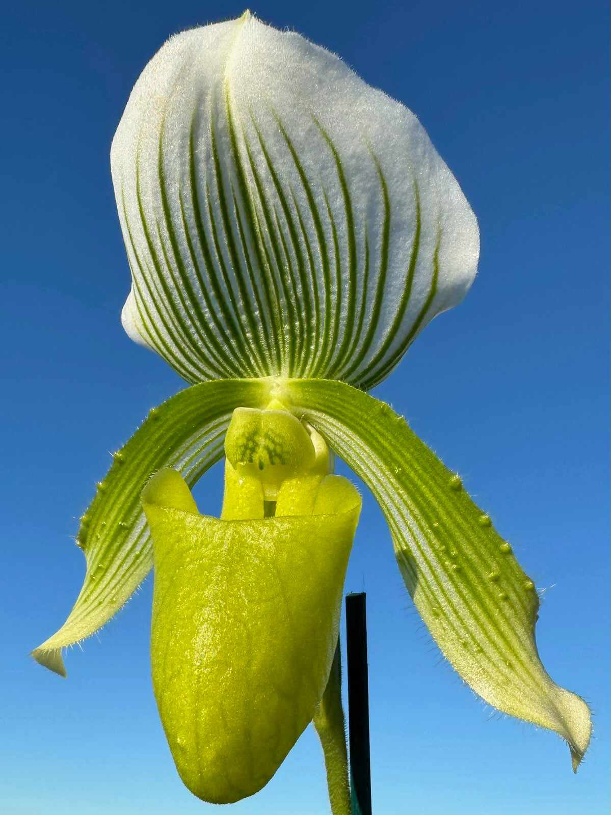 Paphiopedilum Yi Ying 'Green Coral' Flowering sized 100+mm Pot