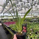 Cymbidium Rotorua Rose 4N