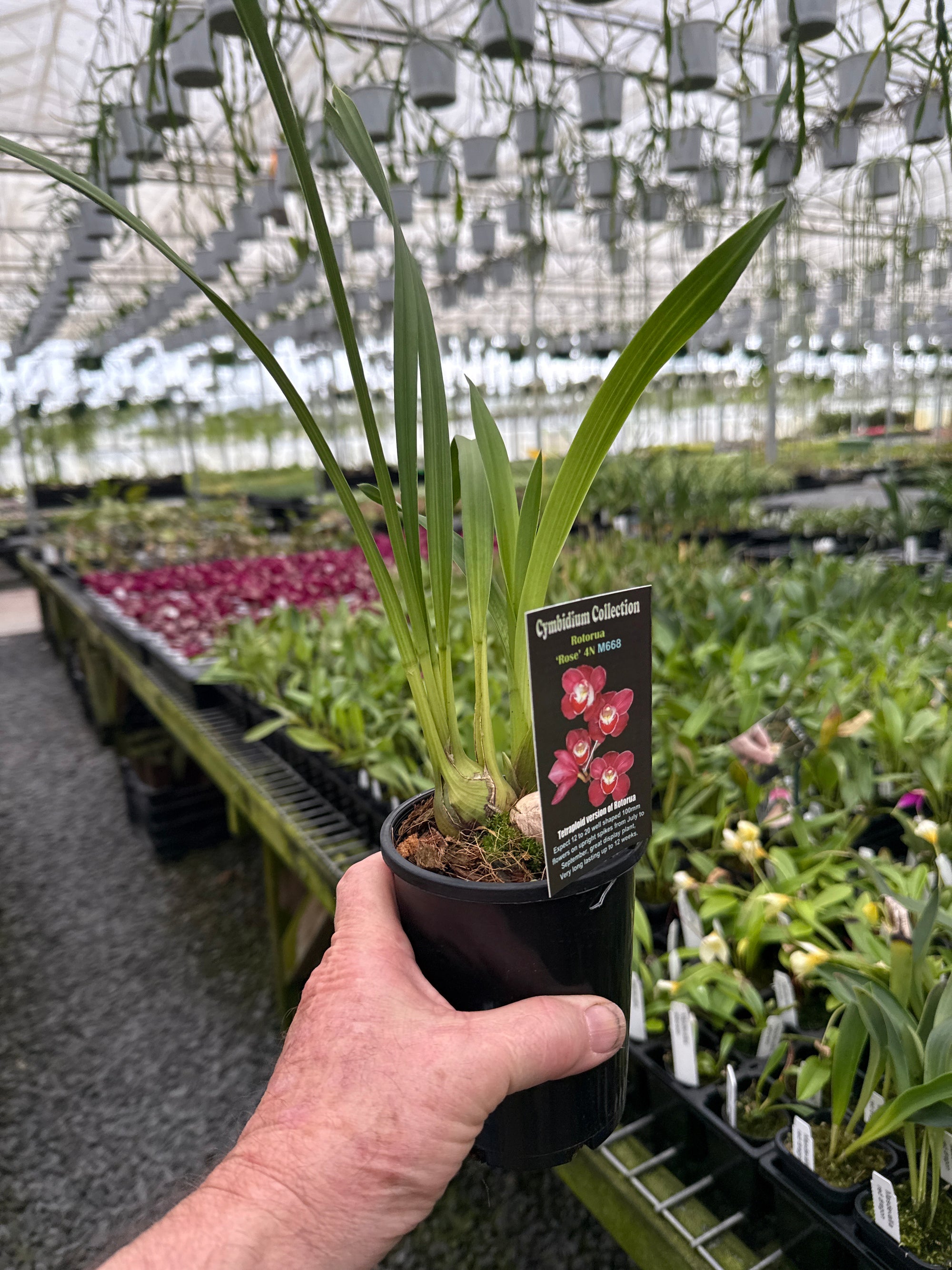 Cymbidium Rotorua Rose 4N