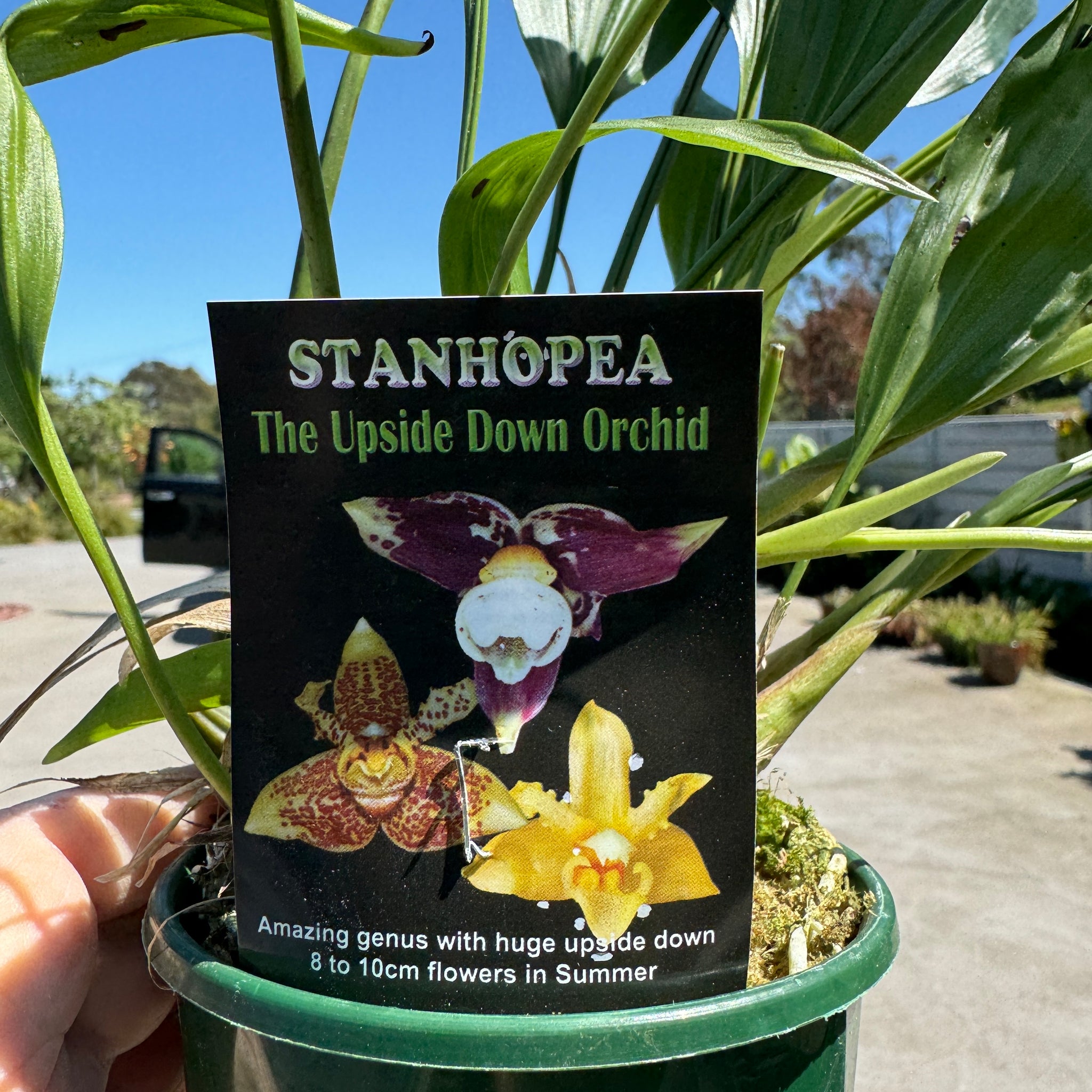 Stanhopia hybrids mixed 100 mm pots