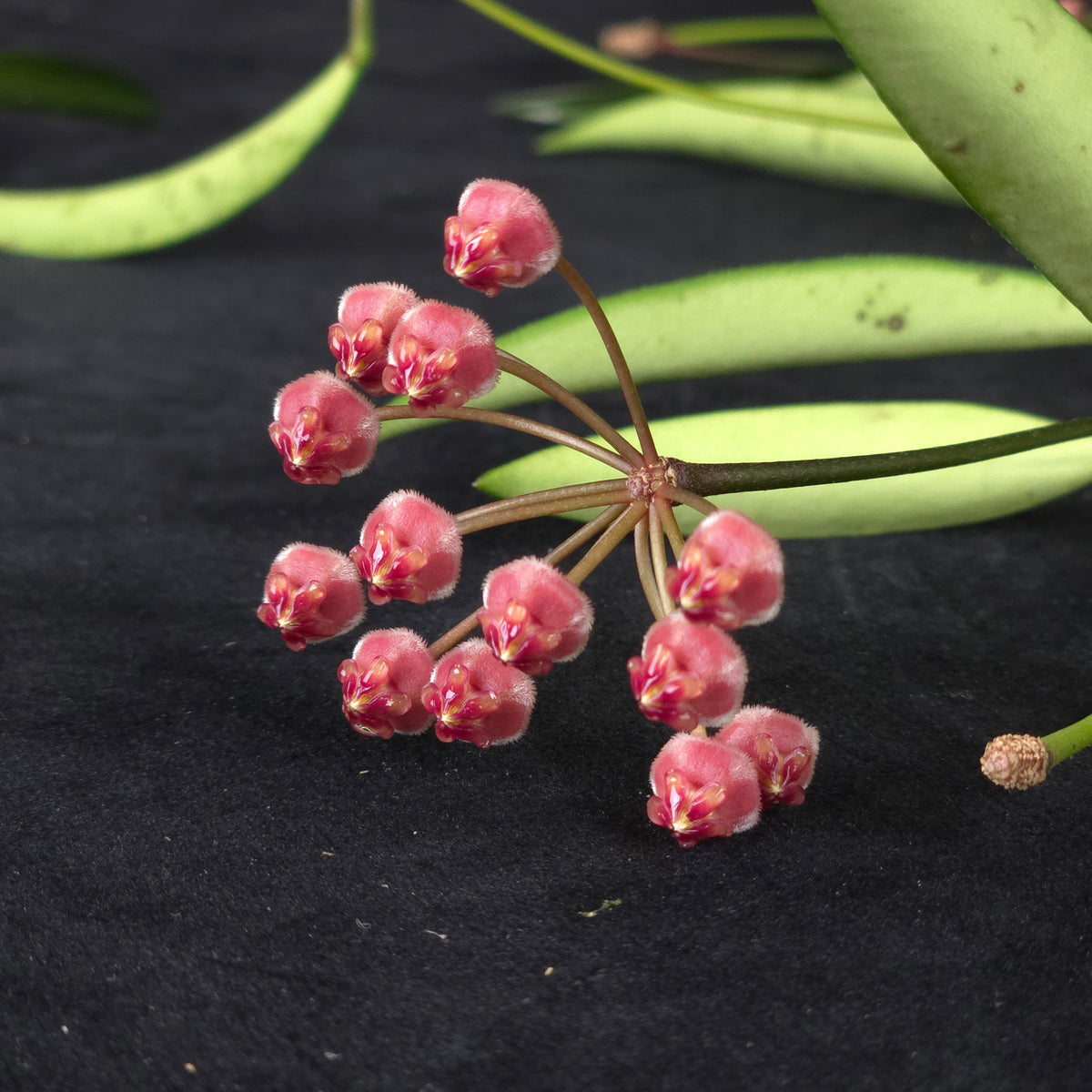 Hoya kentiana – H045