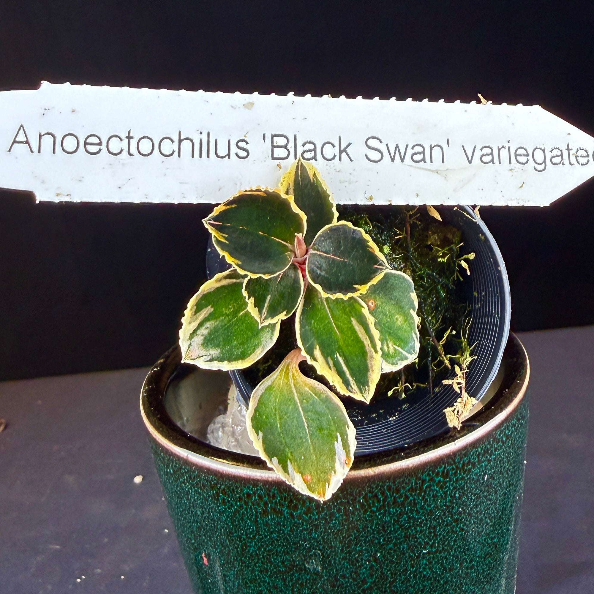 Anoectochilus 'Black Swan' variegated