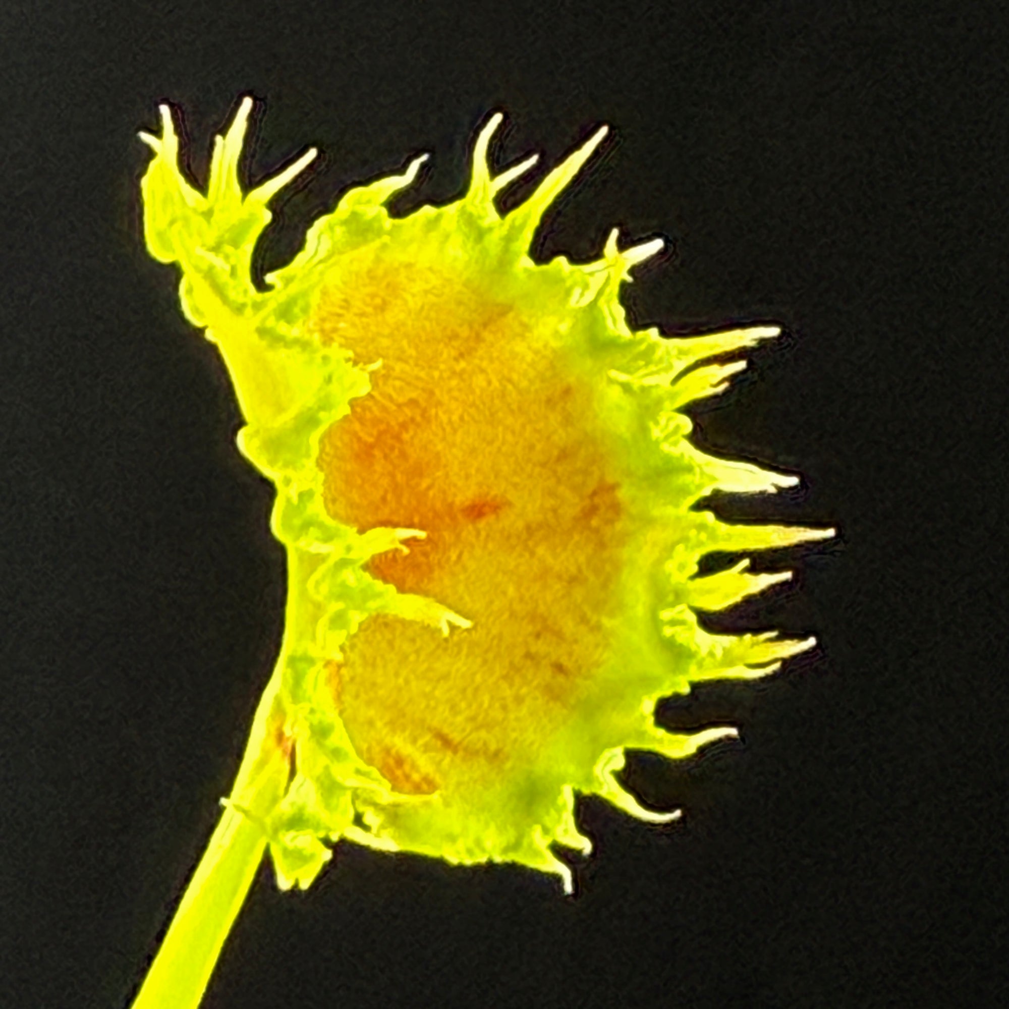 Dionaea muscipula 'Dumplings'
- Venus Fly Trap