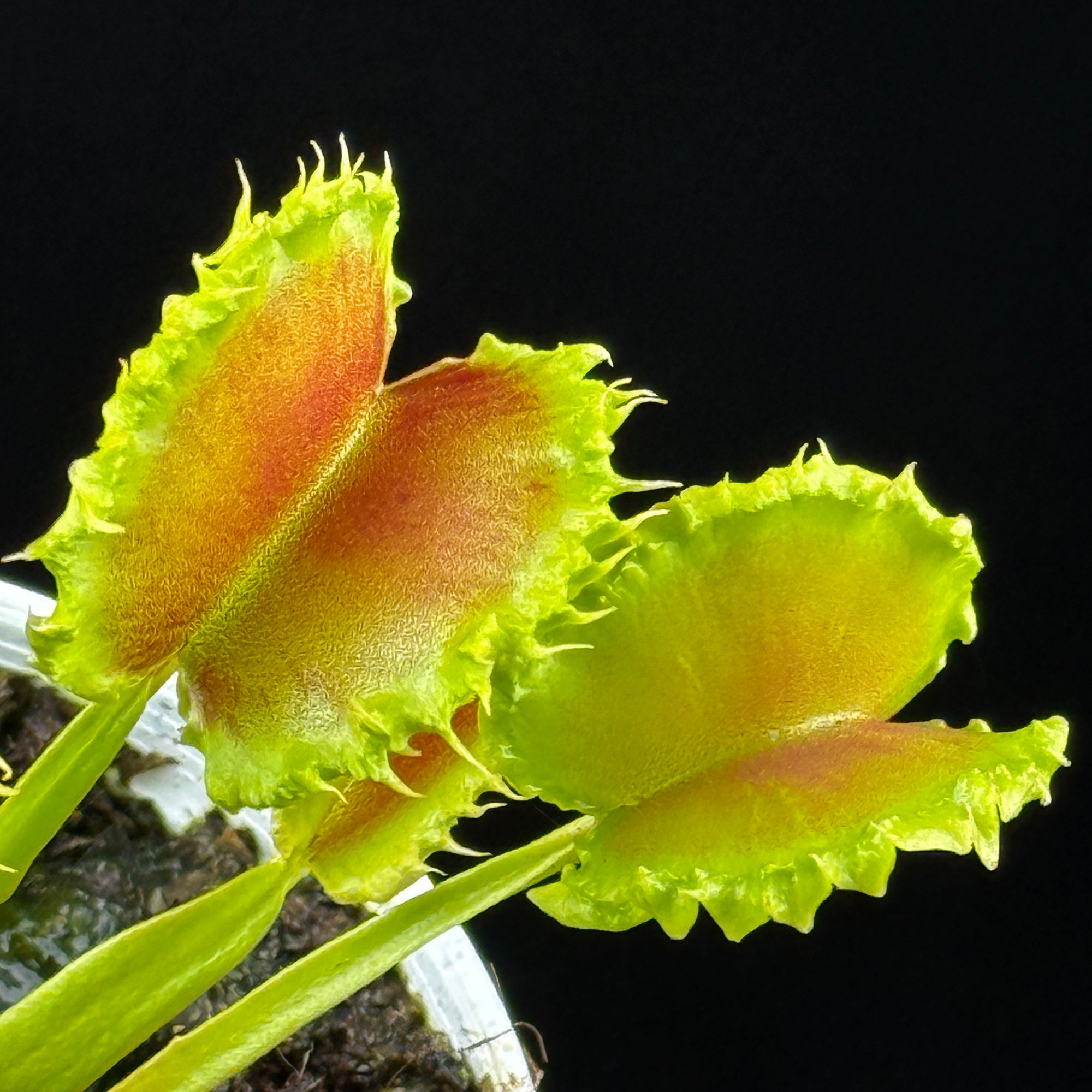 Dionaea muscipula 'Dumplings'
- Venus Fly Trap