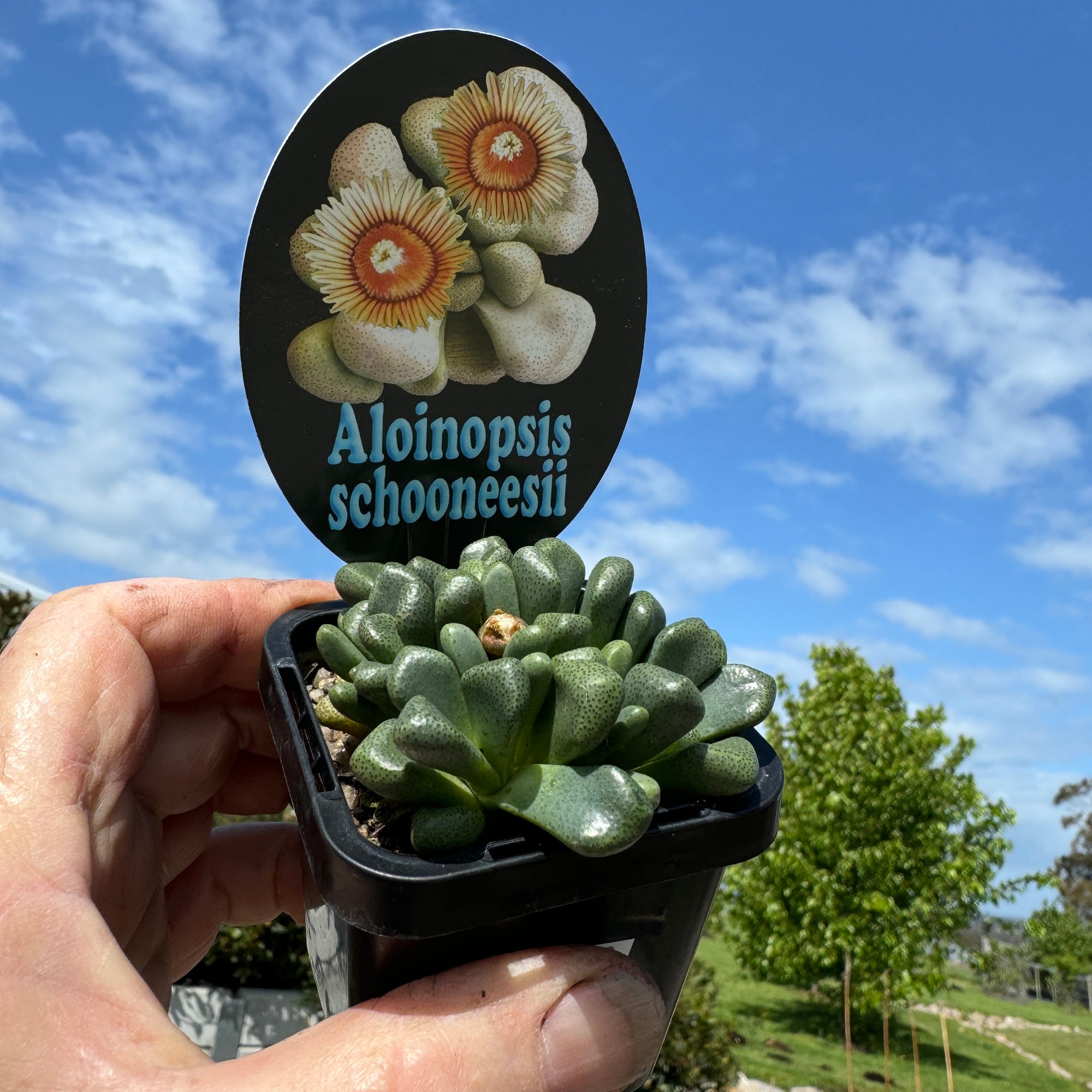 Aloinopsis schooneesii  Very Limited